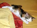 caramel 06-04 029